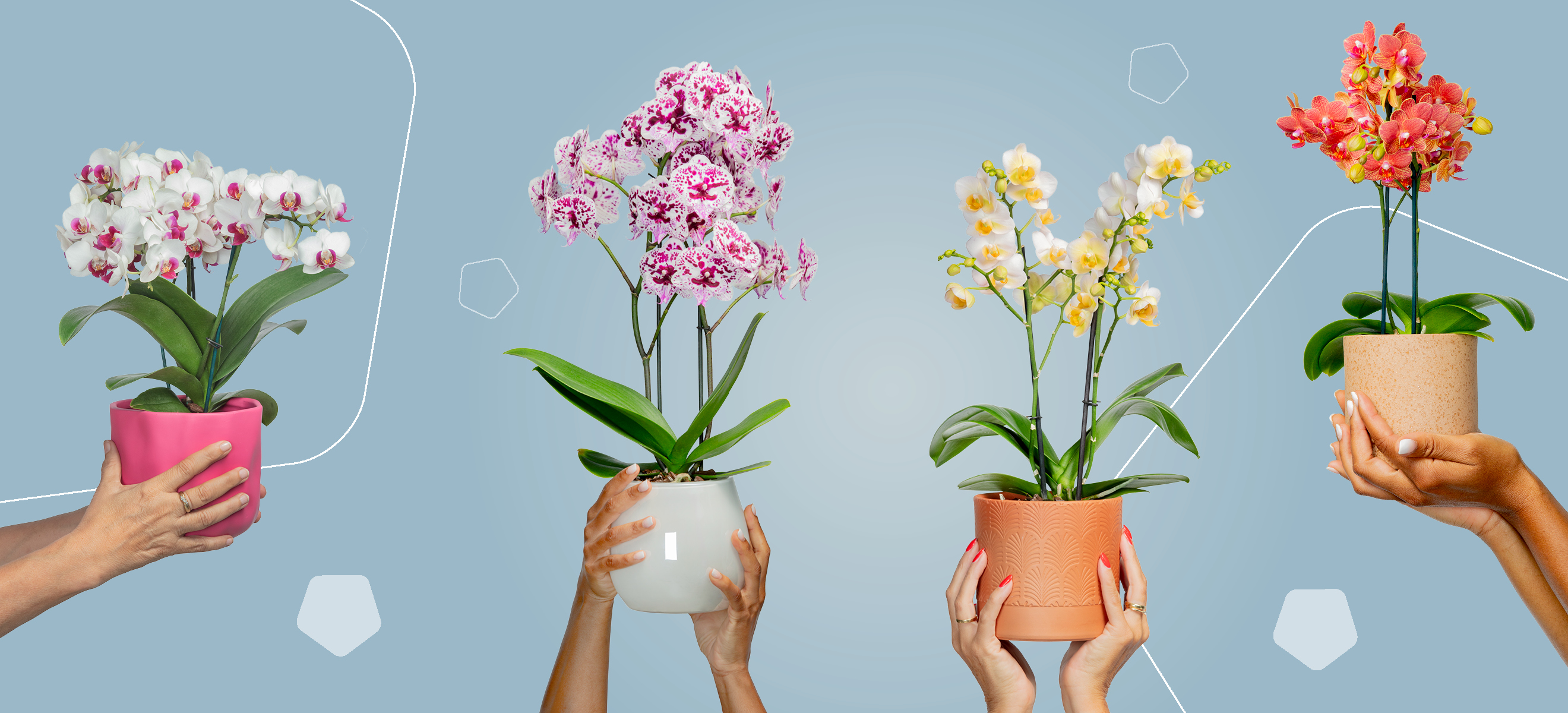 Floricultura